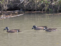 Blue winged Teals